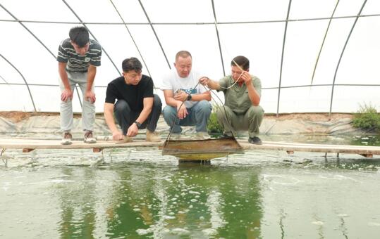 新疆库车：盐碱地养出南美白对虾