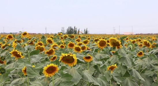 新疆库车：百亩向日葵开出&ldquo;致富花&rdquo;