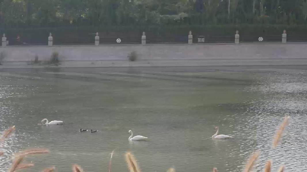 库尔勒有啥魔力？天鹅连续18年来越冬