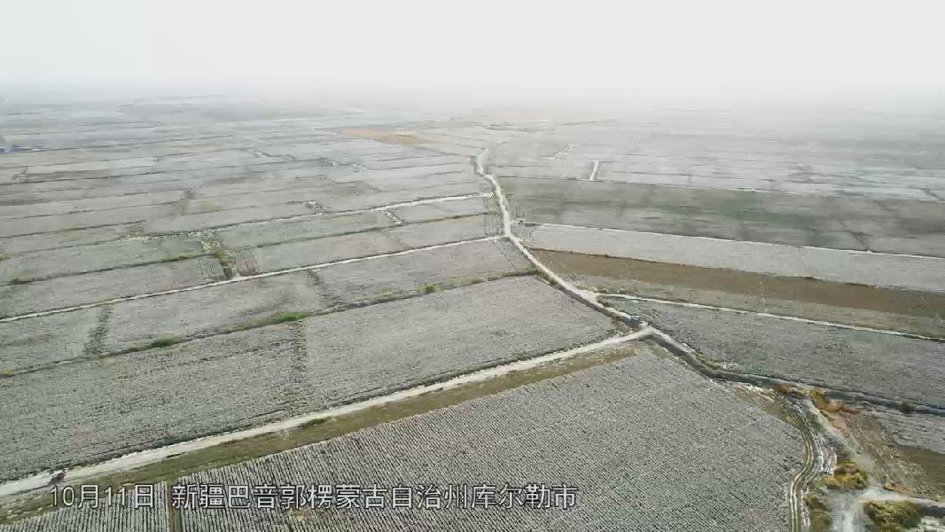 库尔勒：棉花采收正当时