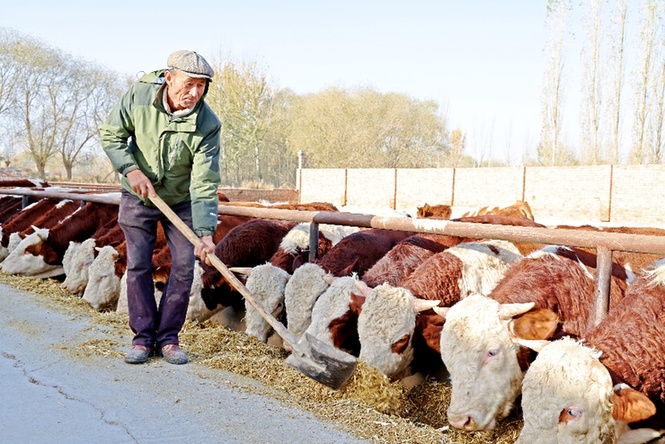 畜牧业发展看乌什