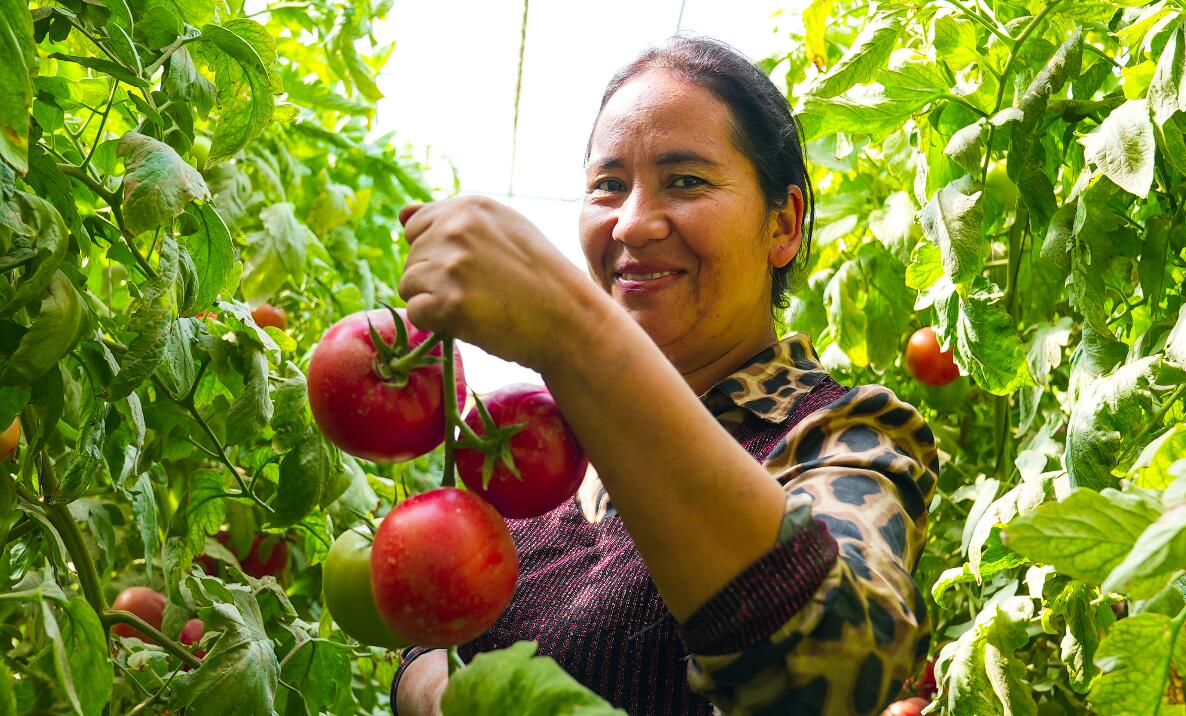 墨玉大力发展设施农业 让大棚经济&ldquo;底气&rdquo;十足