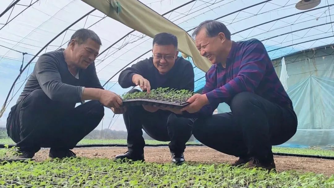 阜康：抢抓农时不负春 温室大棚育苗忙