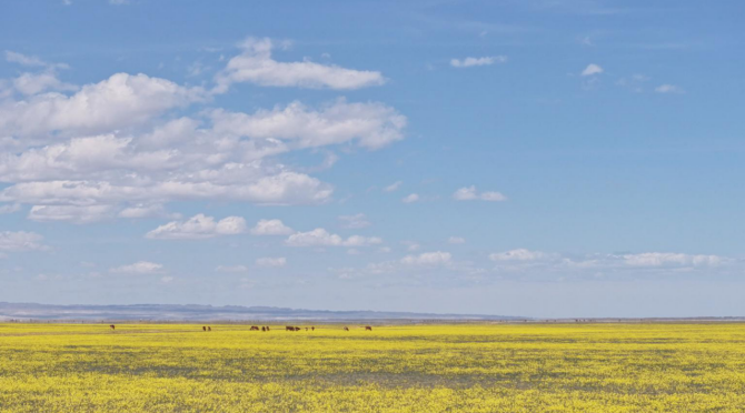 繁花似锦时 福海县这片花海邀您开启追花之旅