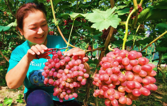 新疆察布查尔县: 葡萄飘香&ldquo;萄&rdquo;人醉