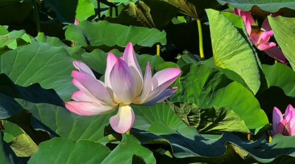 荷香满园，伽师夏日盛景引客来