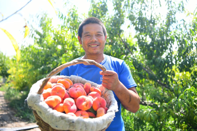 老钟的桃子丰收啦