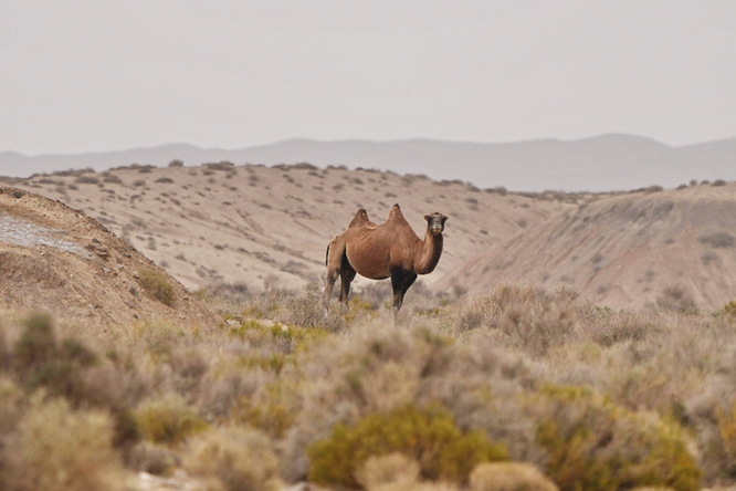 新疆若羌：无人机拍摄到野骆驼珍贵画面