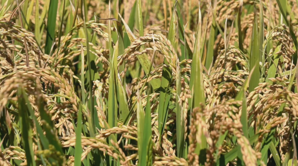 米东区：农业机械显&ldquo;身手&rdquo; 备足&ldquo;马力&rdquo;迎秋收