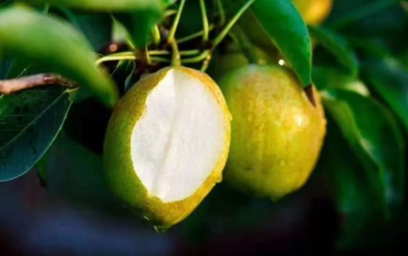 新疆秋天离不开谁？