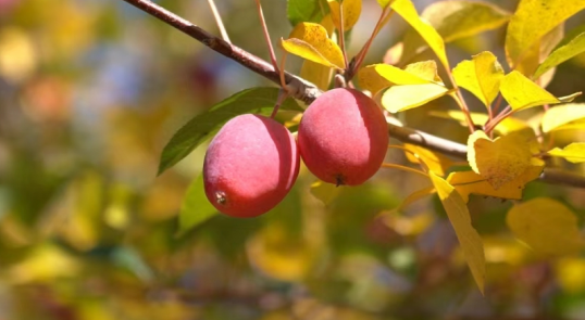 米东区：政府牵线搭桥 为滞销水果&ldquo;找出路&rdquo;