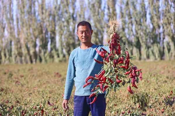 若羌：800亩色素辣椒试种成功 为乡村振兴&ldquo;添色&rdquo;