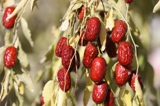 若羌县23.38万亩红枣喜获丰收