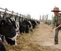 农一师十团循环经济示范区1500头奶牛日产鲜奶13吨