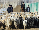 铁轨旁的&ldquo;警察羊倌&rdquo;