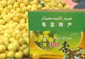 新疆上千亩特色瓜果陆续成熟上市