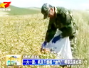 一六一团：机关干部接“地气”帮助职工采红花
