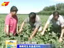 兵团各地党员干部走进田间地头为群众解难题