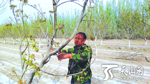 【最美新疆人】黄英杰:带领群众致富的好支书