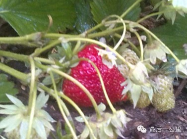 超级无敌花朵朵