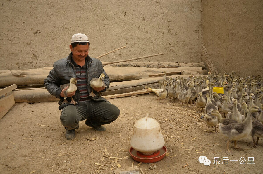 羊倌 艾山养鹅要建合作社