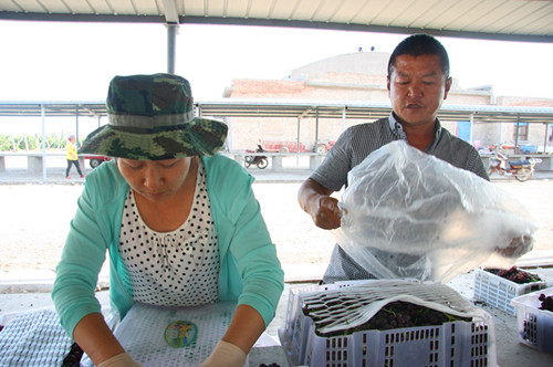 五师师双河市访惠聚第七工作组严把葡萄采收质