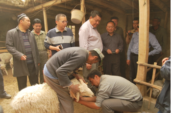 实施品种改良 促进现代畜牧业可持续发展