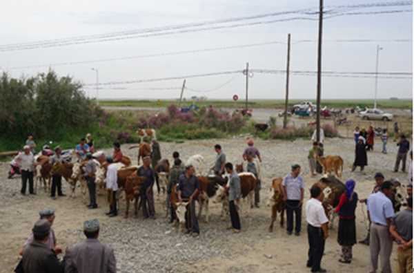 质监局住村工作组帮助发放扶贫牛助贫困户脱