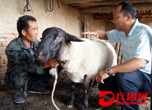 农场出台优惠政策 鼓励养殖户进行肉羊品种改