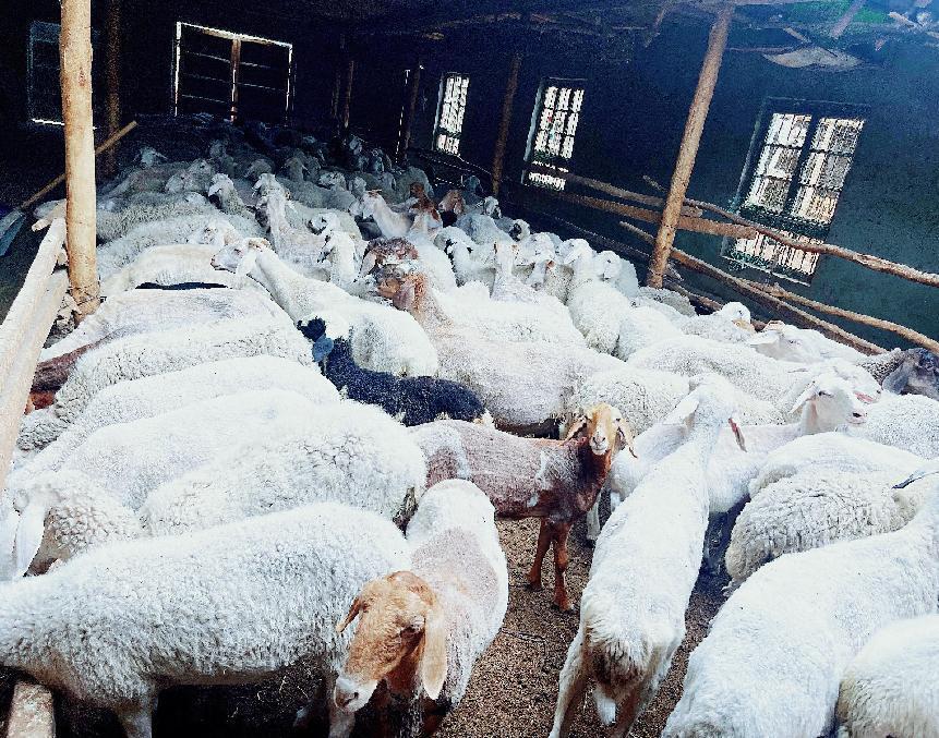 20102020易游娱乐城- YY易游体育官方网站- 易游体育APP畜牧业规划