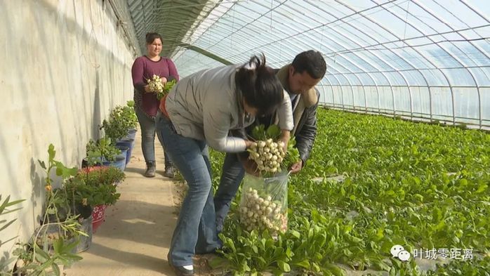 大棚蔬菜抢“鲜”上市 群众致富路上忙增收